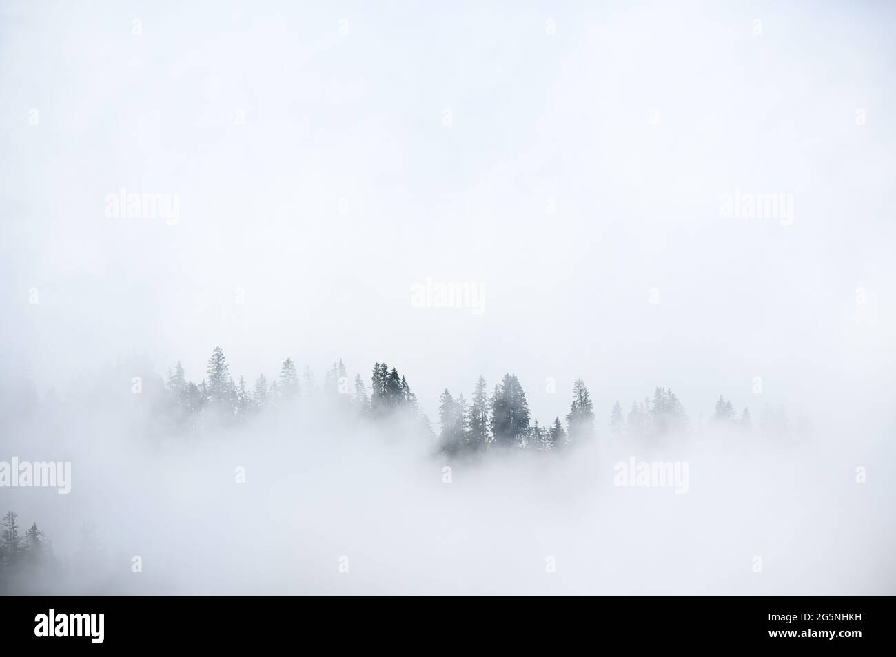 Mistische Landschaft in einem Alpenwald in den berner alpen Stockfoto