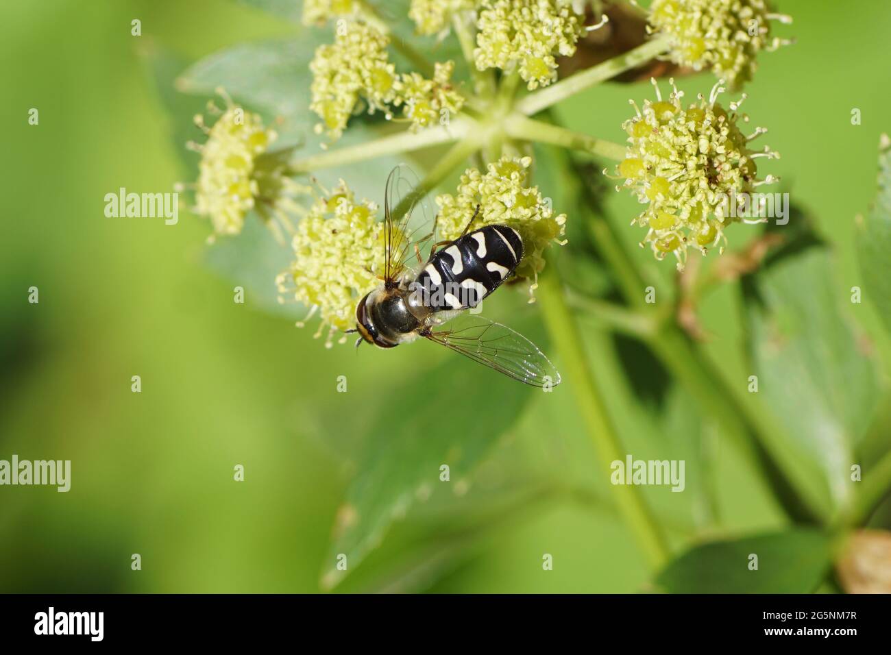 hoverfly Weissbogengürtel, Scaeva pyrastri. Familie Syrphidae. Über die Blüten der Familie Lovage (Levisticum officinale) Umbellifers (Apiaceae, Stockfoto