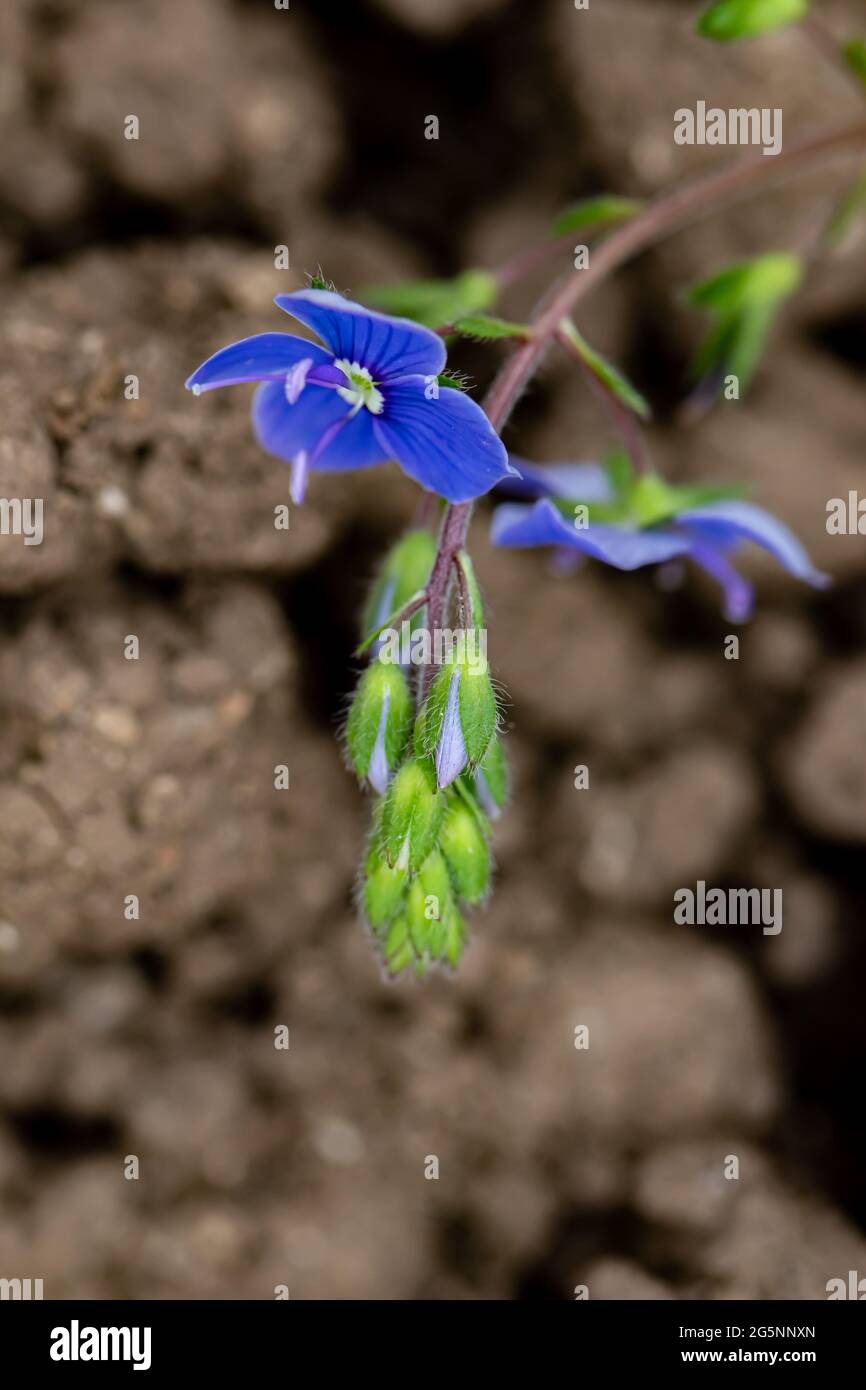 Veronica agrestis blüht im Garten Stockfoto