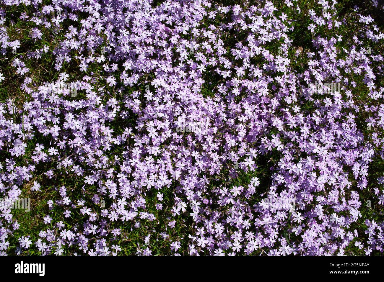 Schleichender Phlox-Hintergrund. Phlox subulata mit rosa gestreiften Blütenblättern um einen kleinen Fleck ähnlicher, aber massiver rosa Phlox. Botanischer Garten. Stockfoto