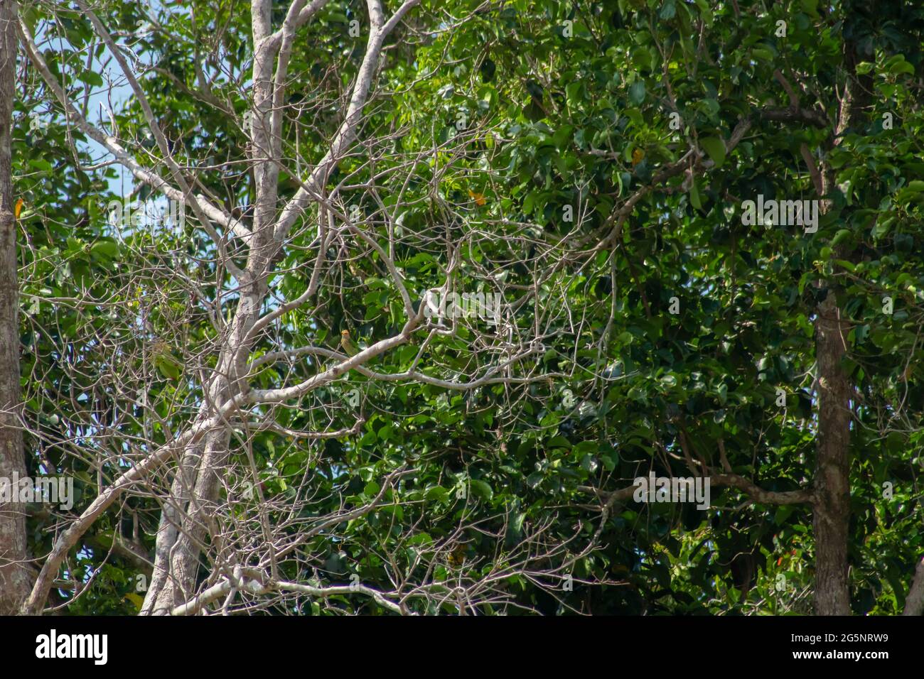 Linierter Barbet-Vogel, der Krabbe auf einem Baumzweig vor grünem Laubhintergrund frisst. Endau, Malaysia Stockfoto