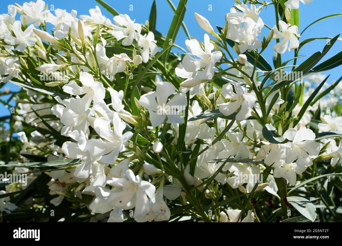 Weiße Oleander Blume auf blauem Himmel Hintergrund. Nerium Oleander Stockfoto