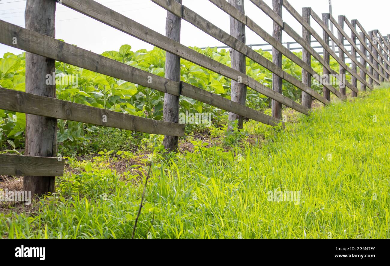 Authentischer Holzzaun im Dorf. Handgefertigter Holzzaun aus Brettern. Alter Zaun, ländliche Landschaft. Gut ausgetretter Weg entlang des Zauns im Fiel Stockfoto