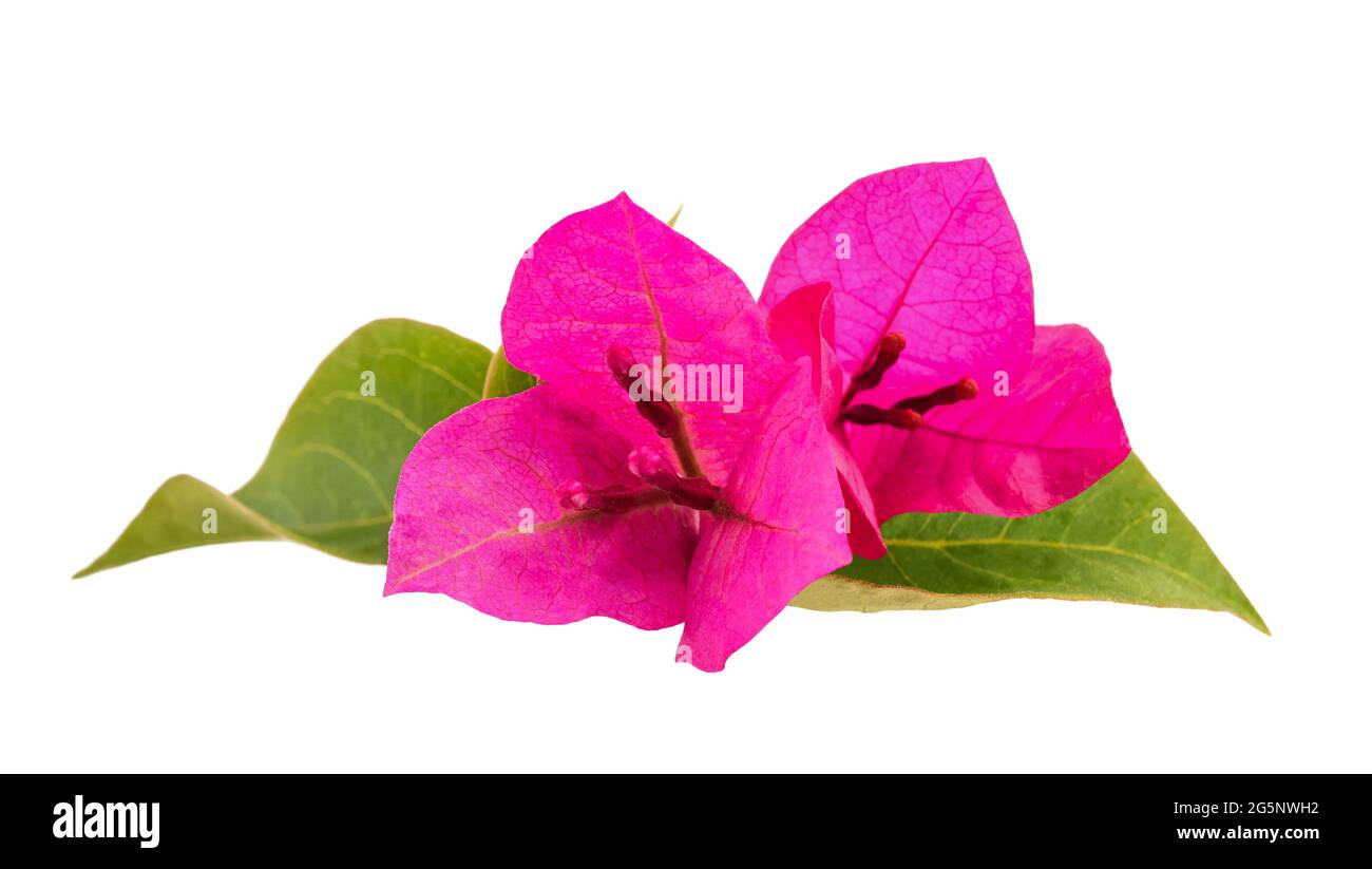 Bougainvillea Blumen auf weißem Hintergrund Stockfoto