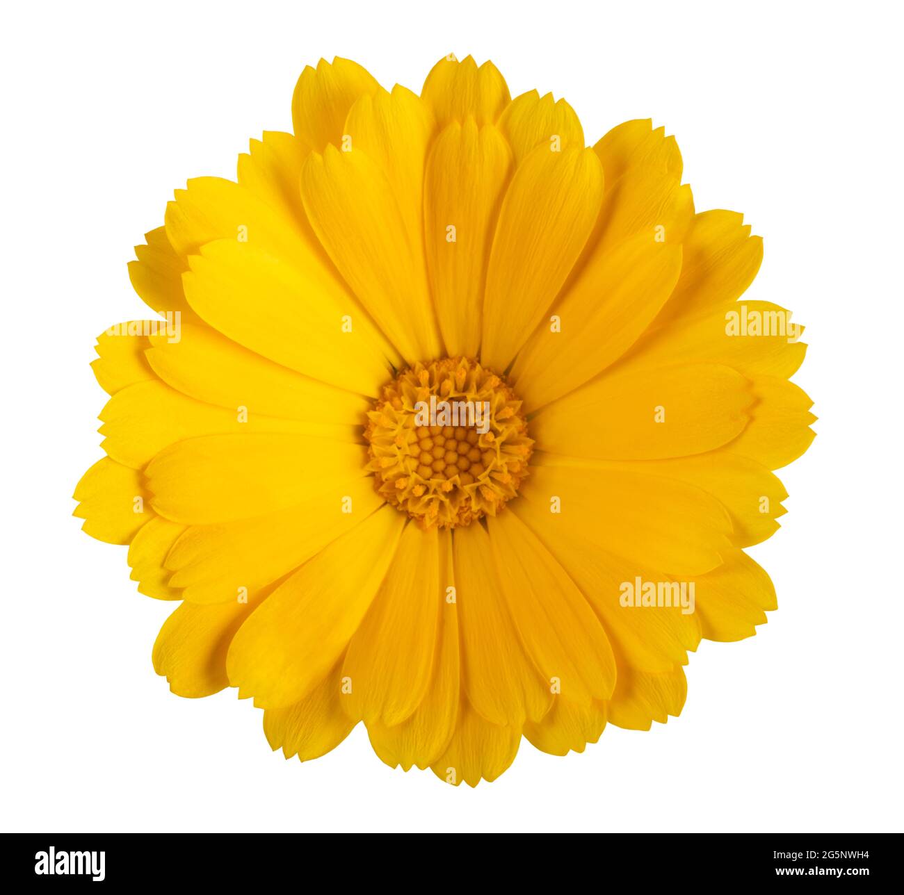 Gelbe Ringelblume isoliert auf weißem Hintergrund Stockfoto