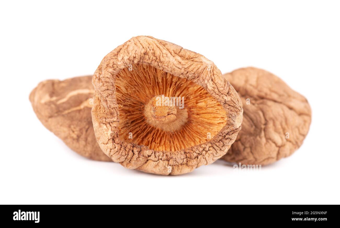 Getrocknete Shiitake-Pilze, isoliert auf weißem Hintergrund. Japanischer Waldpilz. Lentinula edodes. Nahaufnahme. Stockfoto