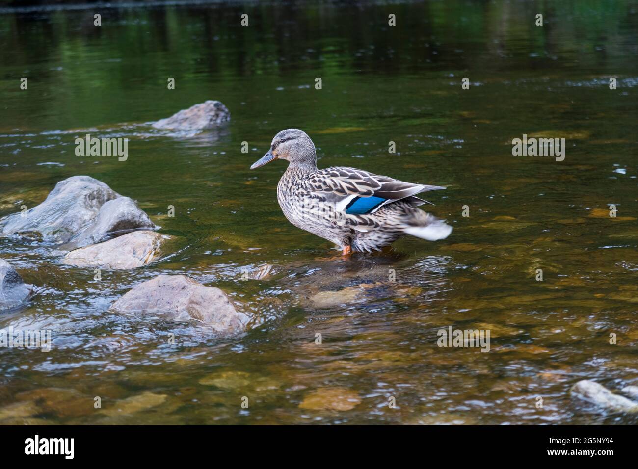 Weibliche Mallard-Ente zeigt blaue Federn und watet im seichten Wasser Stockfoto