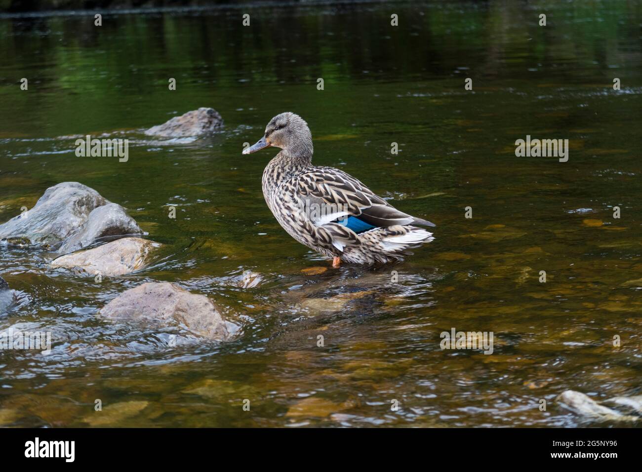 Weibliche Mallard-Ente zeigt blaue Federn und watet im seichten Wasser Stockfoto
