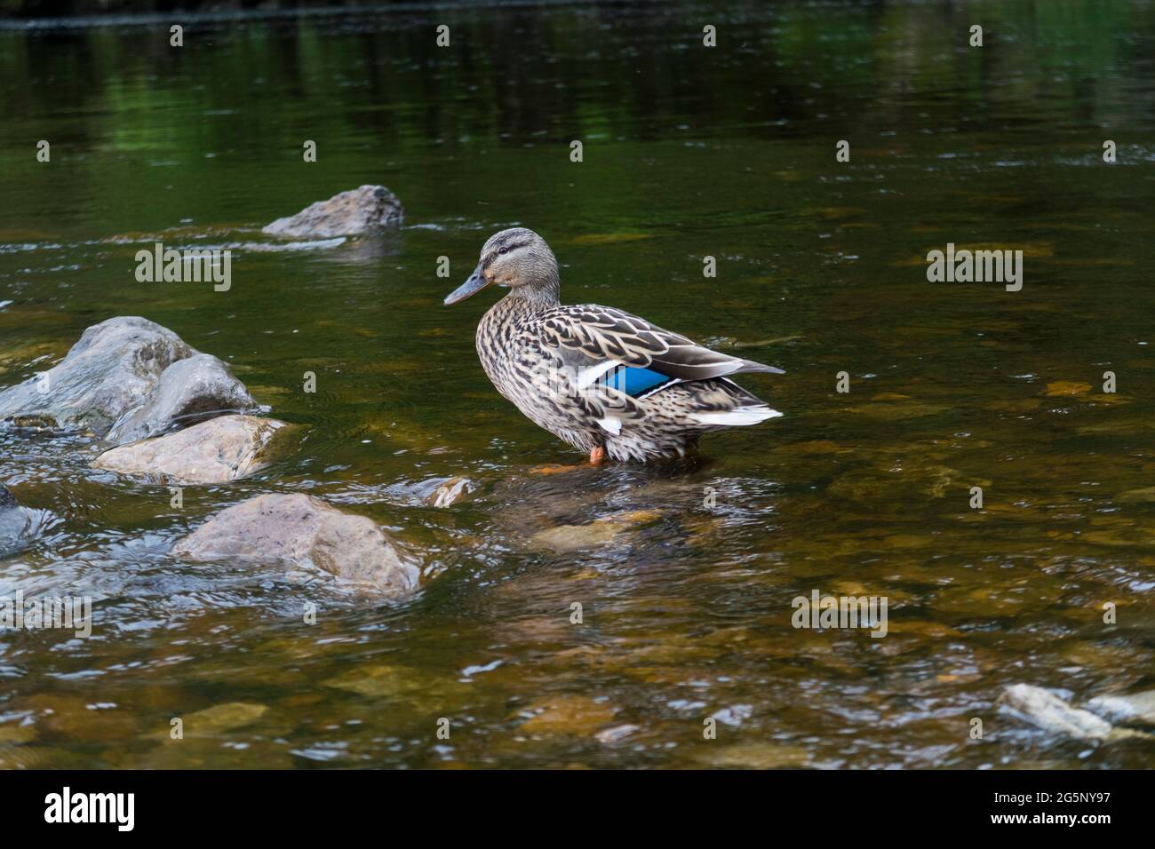 Weibliche Mallard-Ente zeigt blaue Federn und watet im seichten Wasser Stockfoto