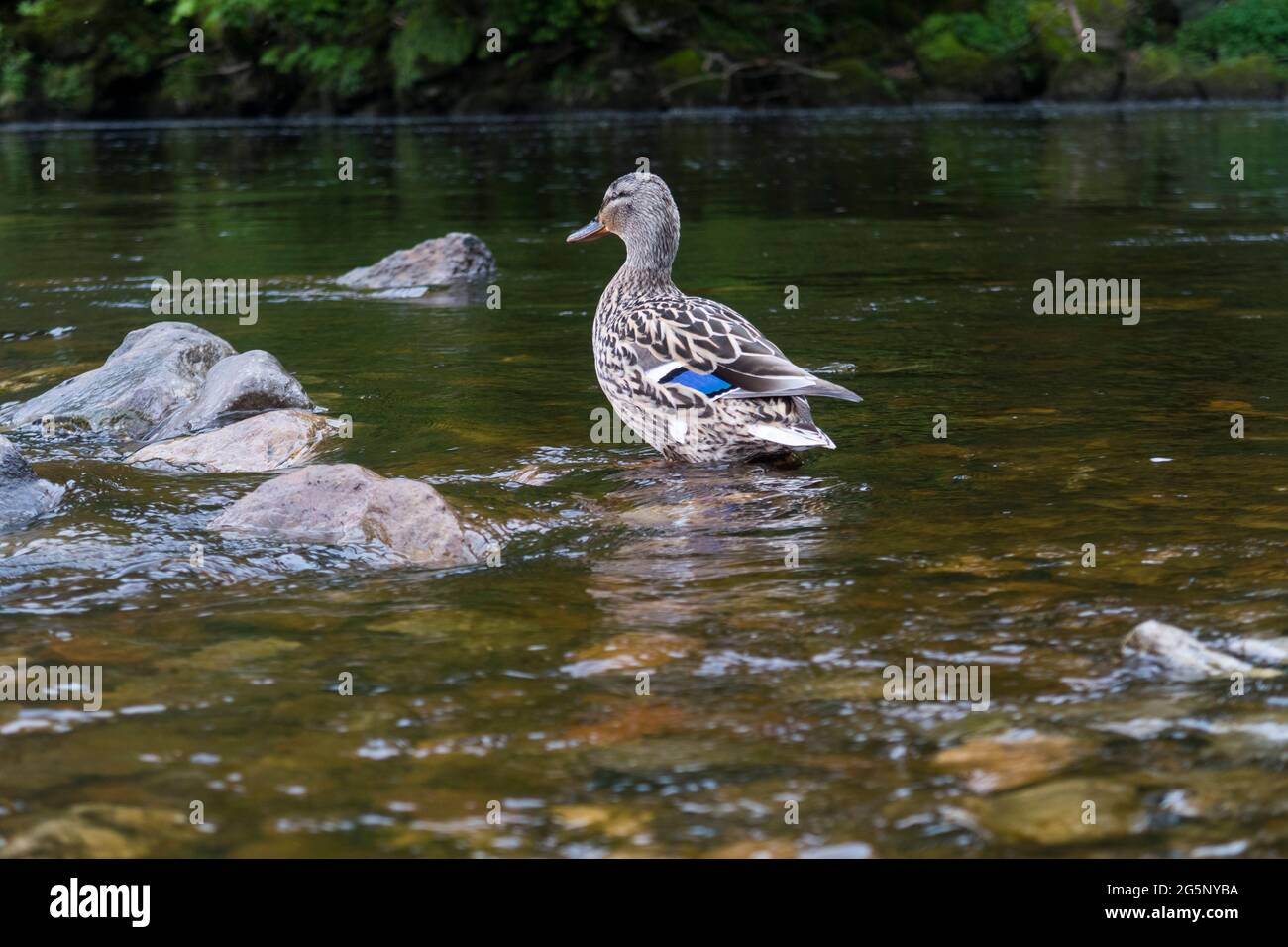 Weibliche Mallard-Ente zeigt blaue Federn und watet im seichten Wasser Stockfoto