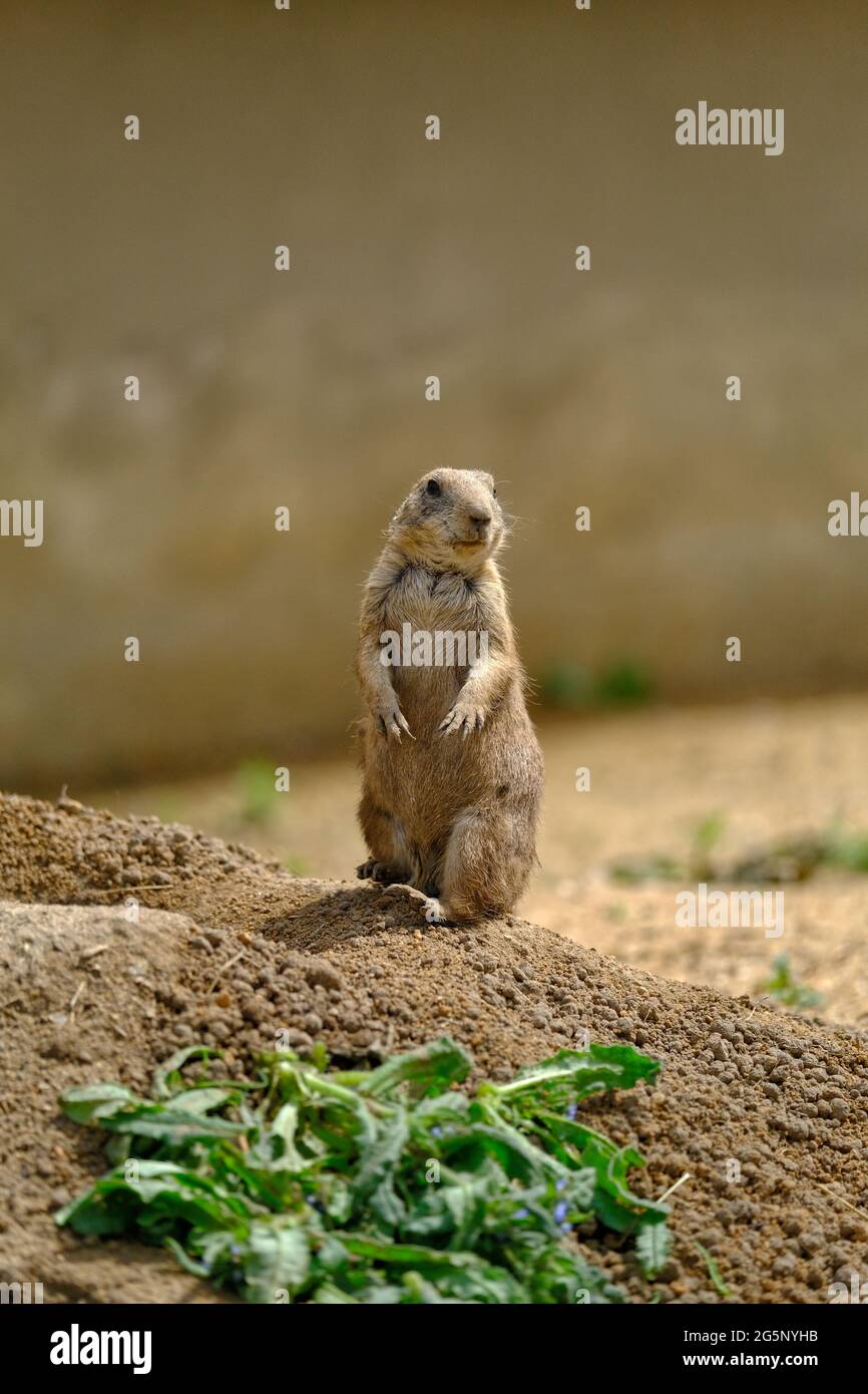 Natur Tierwelt Foto von schönen Tier Stockfoto