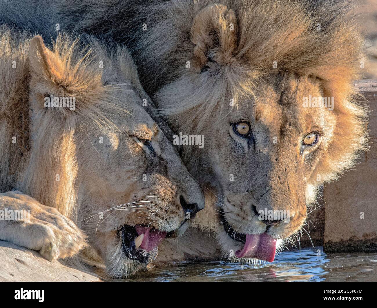 Wilde Kalahari-Löwen trinken im Kij Kij Waterhole, Kgalagadi Transfrontier Park, Südafrika Stockfoto