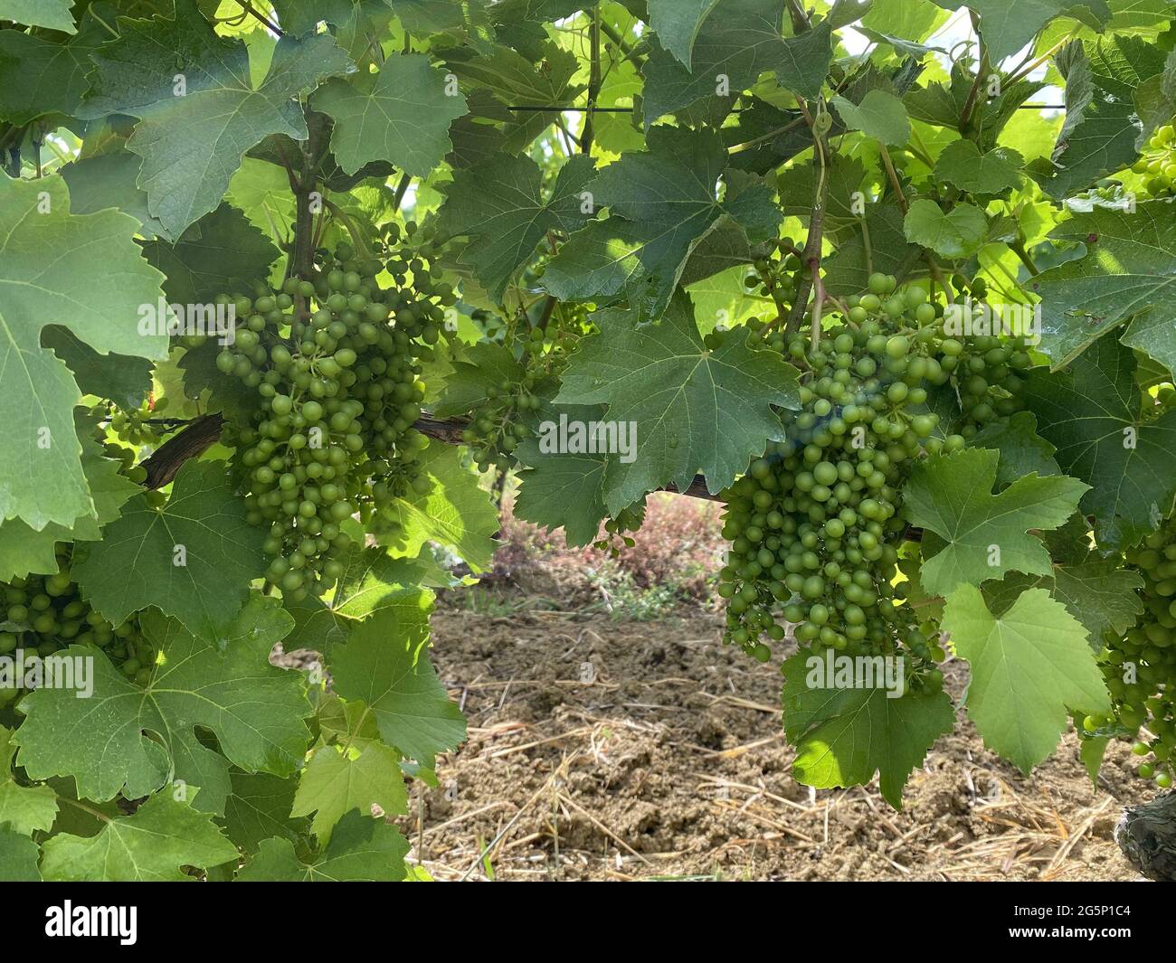 Unreife Blätter und Trauben im Sommer in frankreich Stockfoto