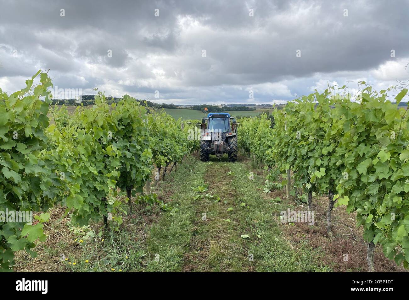 Rebschnitt Weinberg mit Traktor in Weinbauernhof in frankreich Stockfoto