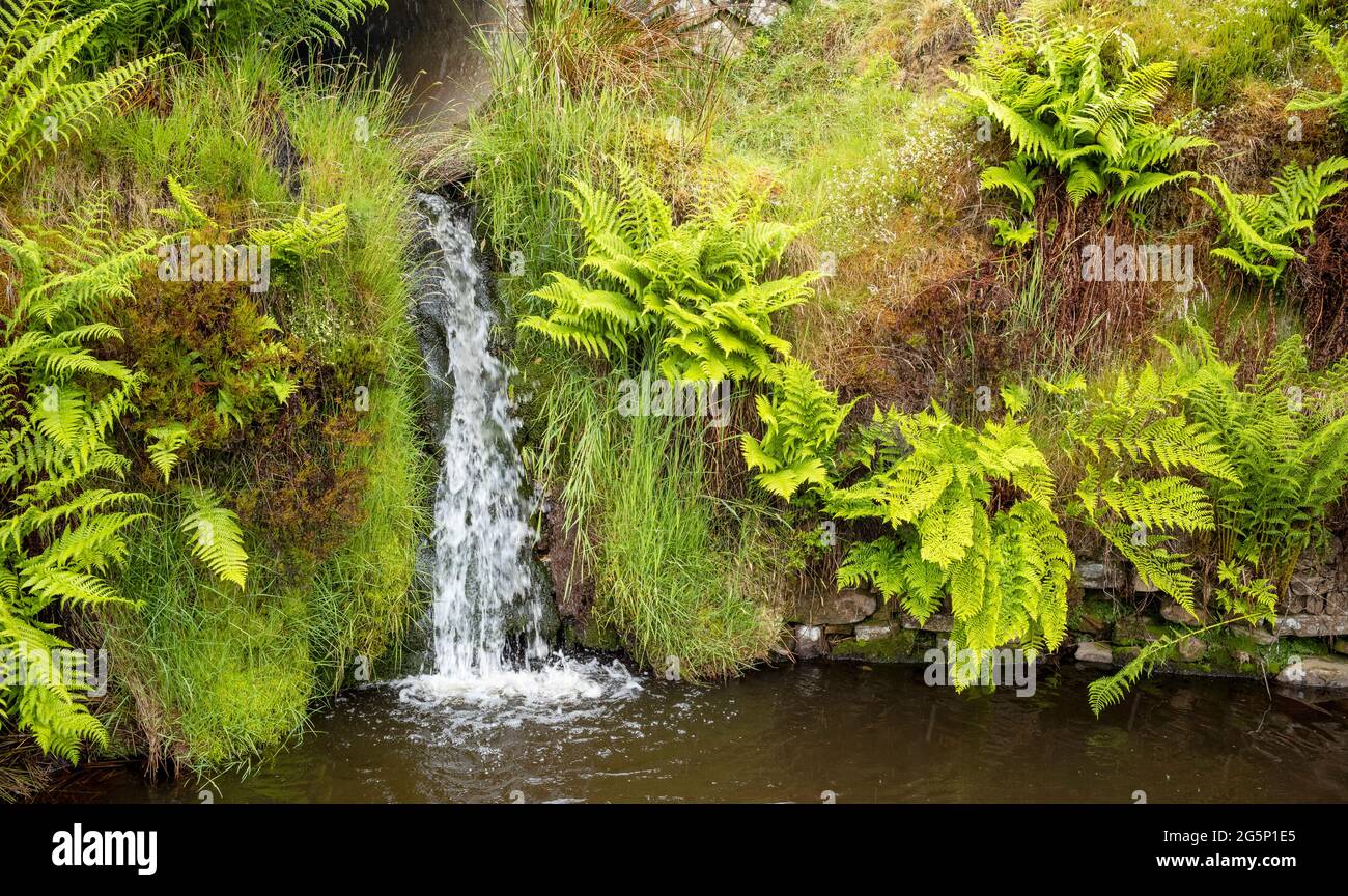 Hängende, gefiederte Wedel neben kaskadierndem Wasser, Gunnerside Gill, Swaledale, Yorkshire Dales, Großbritannien Stockfoto