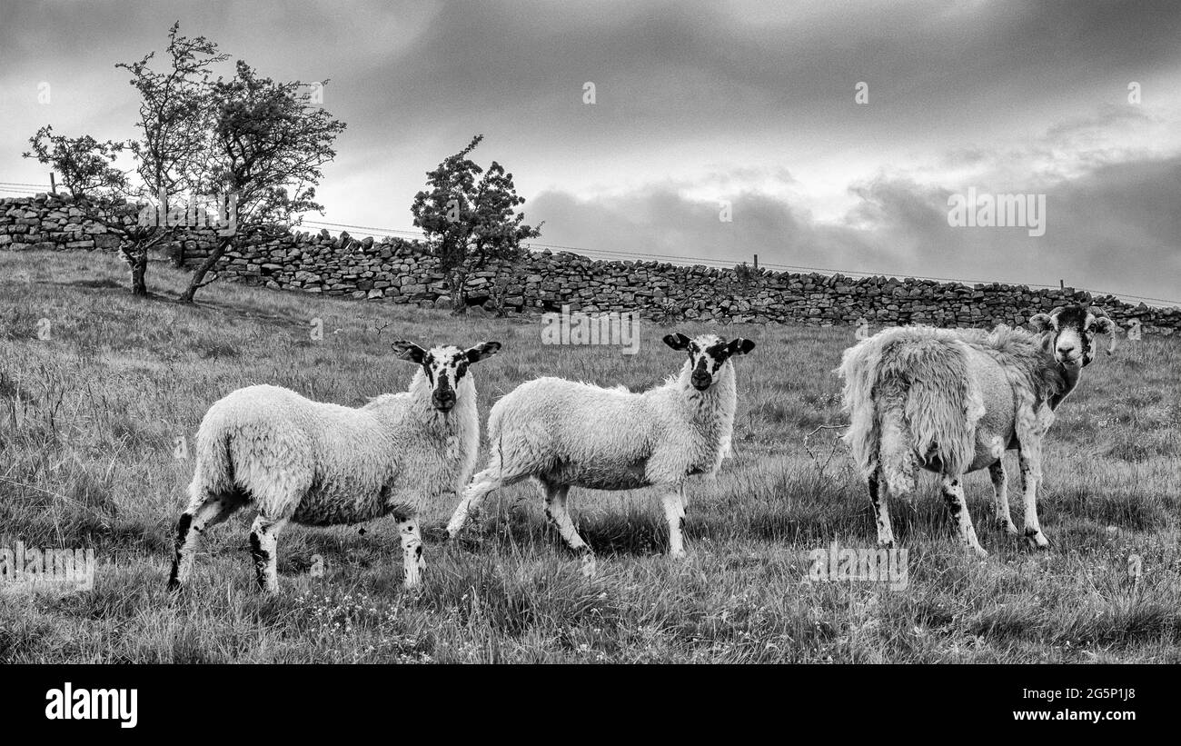 Swaledale Schafe schätzen Wanderer über Low Row, Swaledale, Yorkshire Dales, Großbritannien Stockfoto