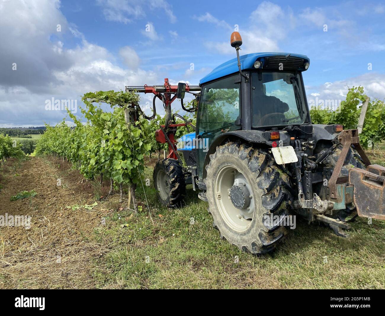 Rebschnitt Weinberg mit Traktor in der Traubenfarm Stockfoto