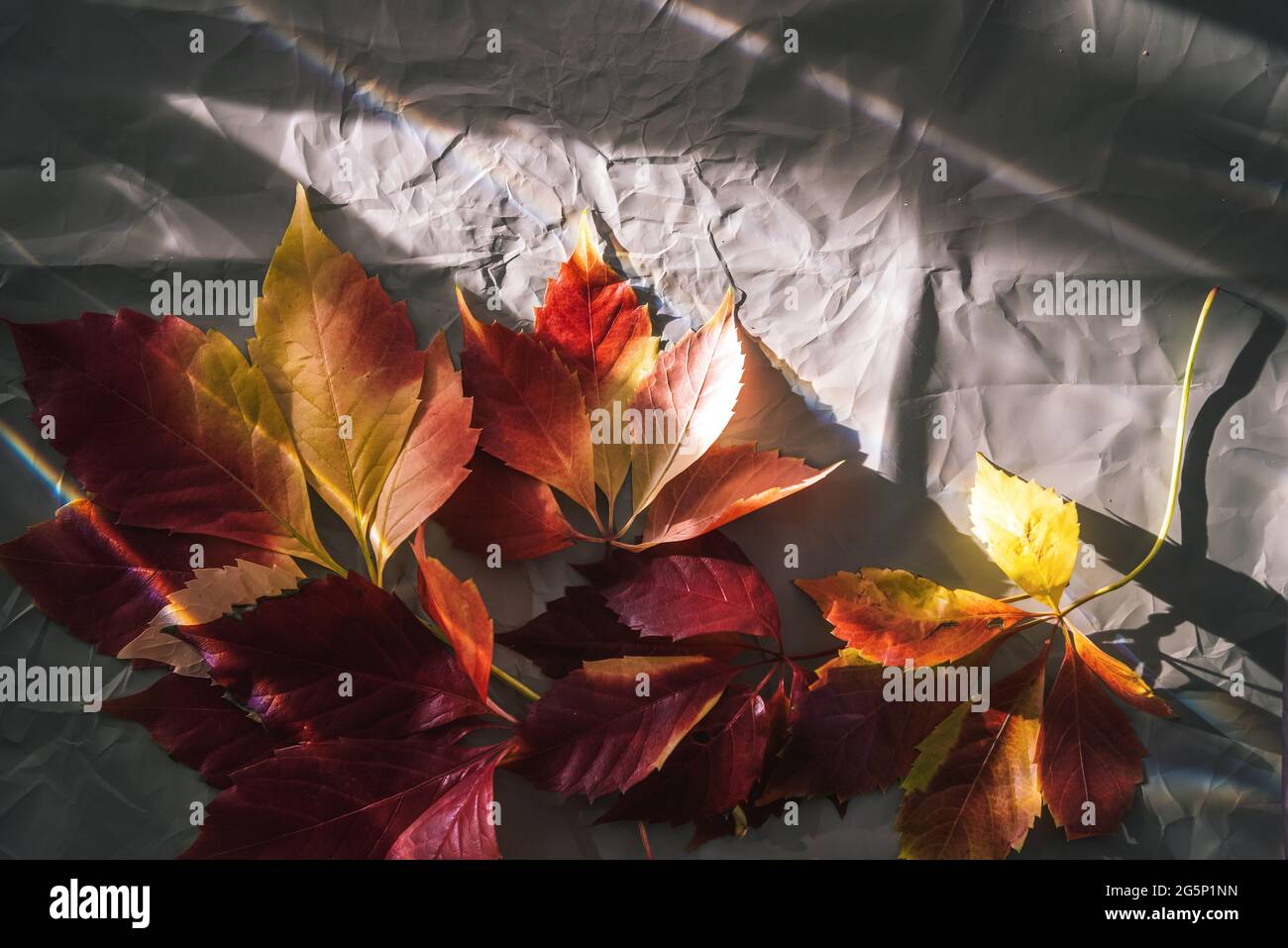 Herbstefeublätter auf zerknittertem Stoff und Sonnenstrahlen im Studio Stockfoto