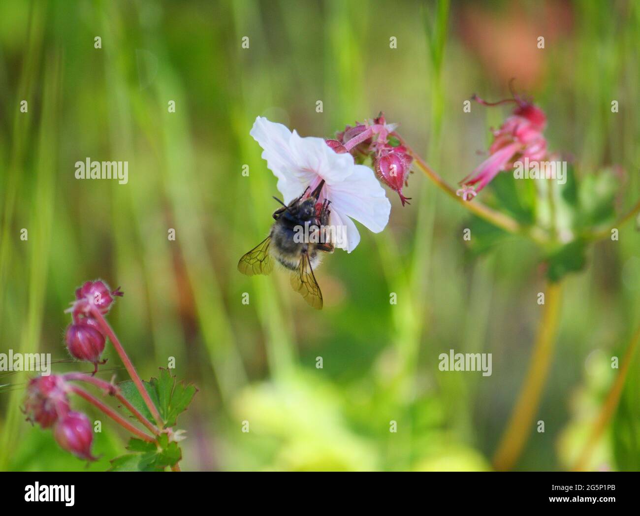Eine Hummel (bombus; genaue Art unklar), die ihre lange Zunge benutzt, um Nektar von einer weißen Blume zu sammeln, Steinkran-Schnabel (Geranium macrorrhizum) Stockfoto