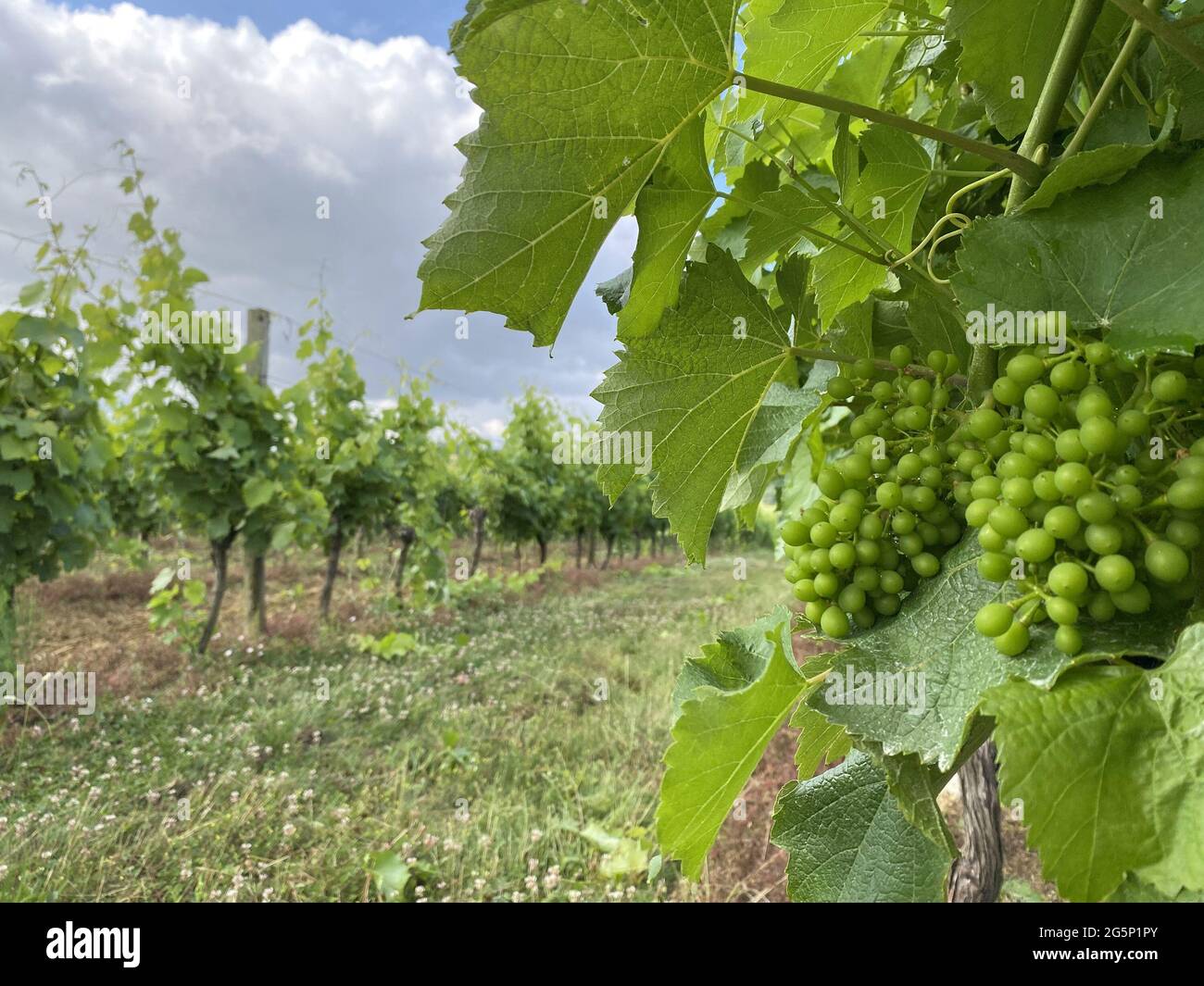 Unreife Blätter und Trauben auf dem Bauernhof in frankreich Stockfoto