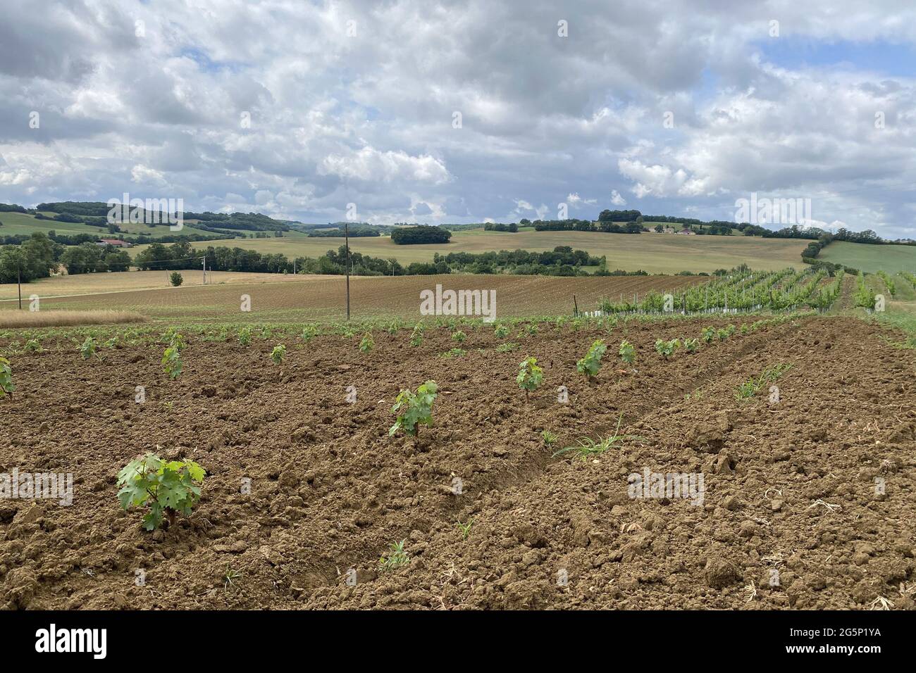 Jährliches Traubenwachstum auf dem Bauernhof in frankreich Stockfoto