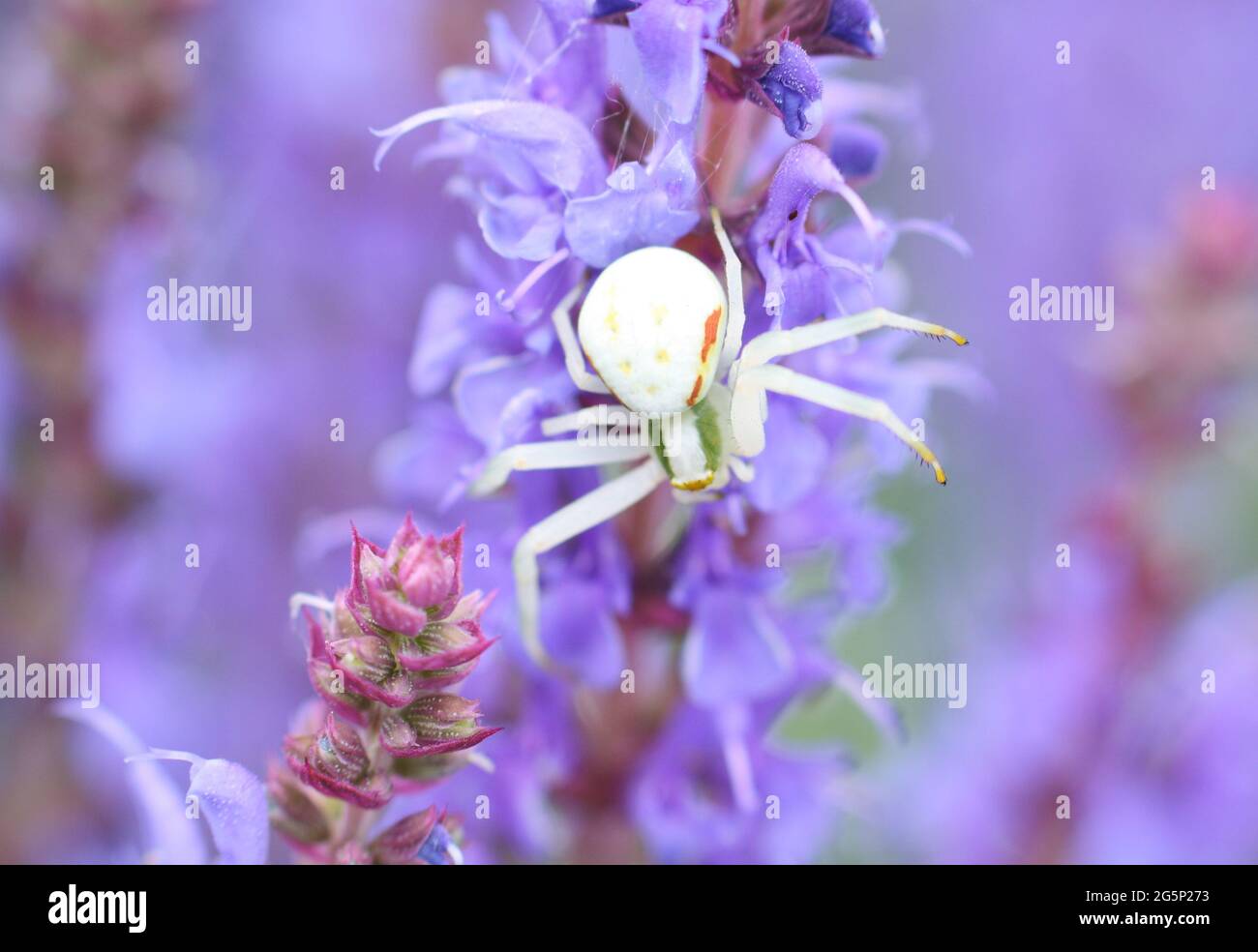 Eine kleine weiße Blütenkrabbenspinne (Misumena vatia) wartet darauf, eine Biene auf blau-violetten Salvia nemorosa-Blüten zu fangen Stockfoto