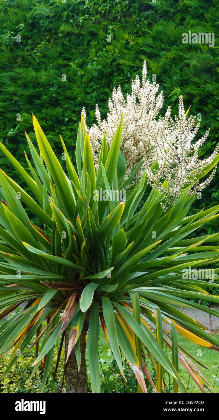 Riesige, schöne, weiß blühende Blütenköpfe auf einem cordyline australis, allgemein bekannt als Kohlbaum, Kohlpalme oder tī kōuka Stockfoto