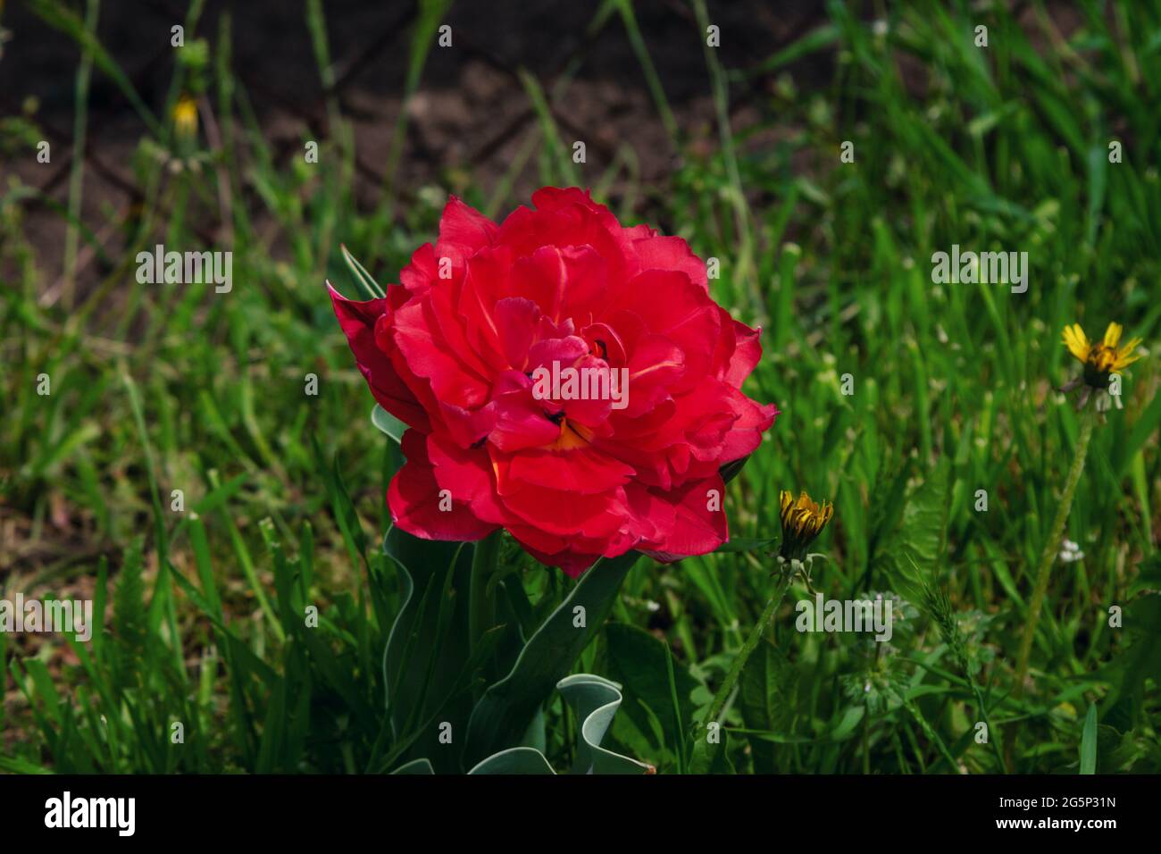 Schöne blühende leuchtend rote Pfingstrose Tulpe wächst im Garten. Frühlingsblumen. Stockfoto