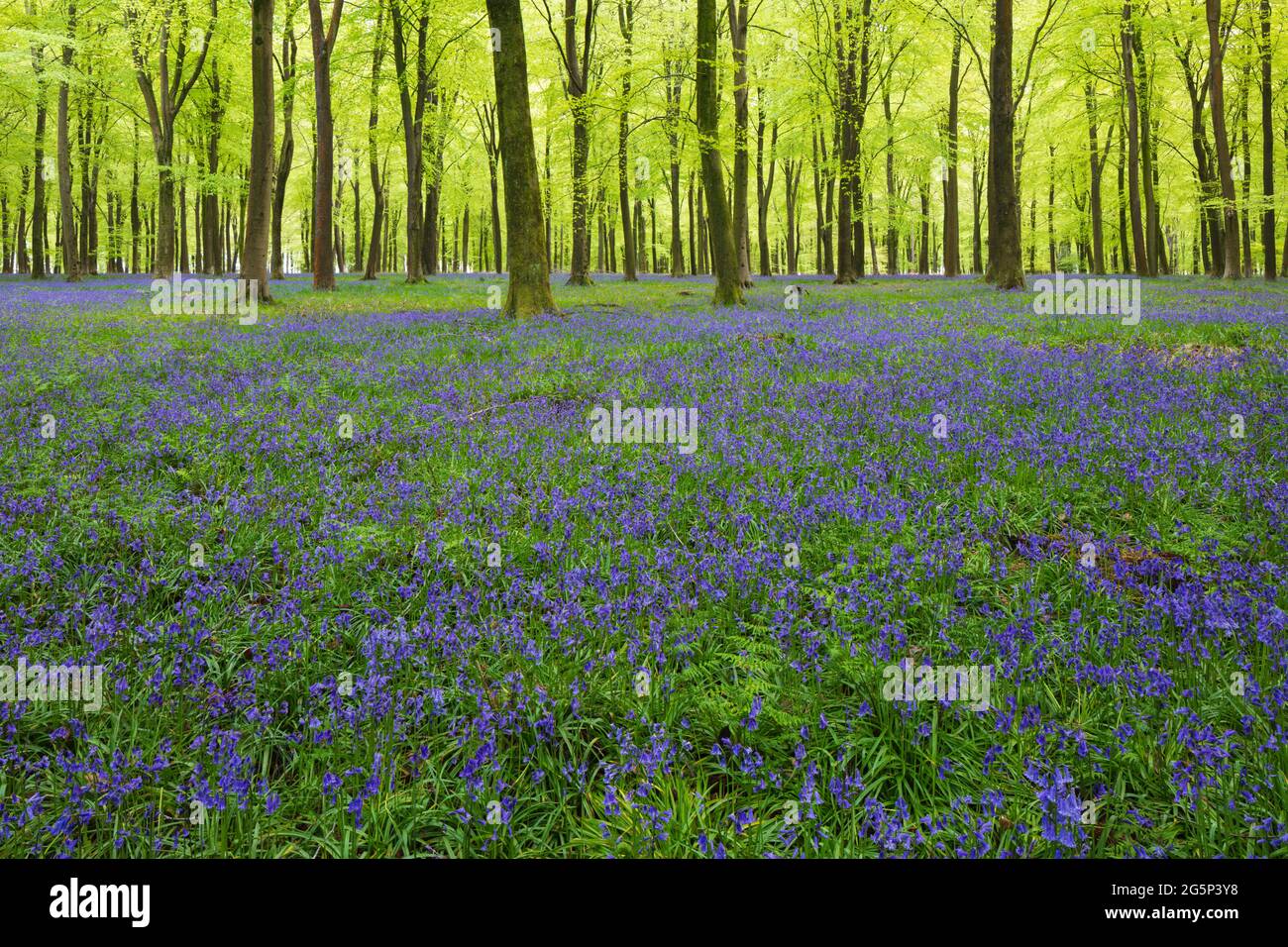 Bluebell Holz mit Buchen, Andover, Hampshire, England, Vereinigtes Königreich, Europa Stockfoto