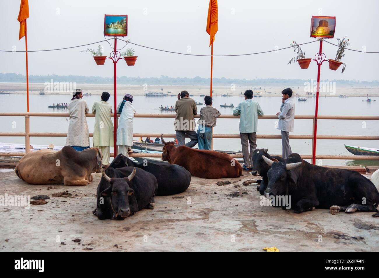 Kühe und Männer am Fluss Ganges in Varanasi, Indien. Stockfoto