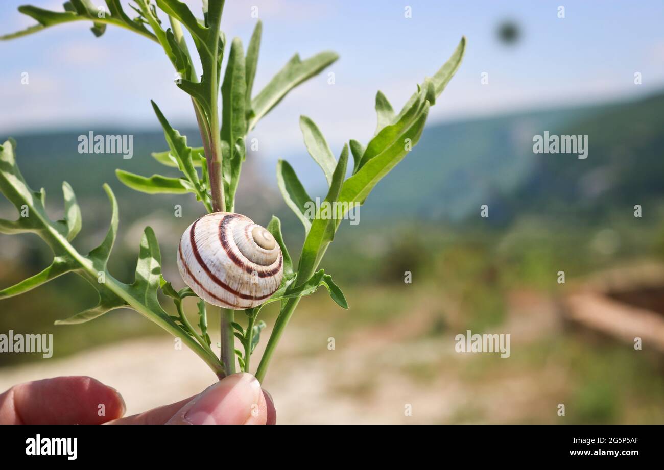 Römische Schnecke (Helix pomatia) auf einem Zweig mit Blättern - ist eine Art von großen, essbaren Schnecke - ein Feind der Landwirtschaft und eine kulinarische Delikatesse. Stockfoto