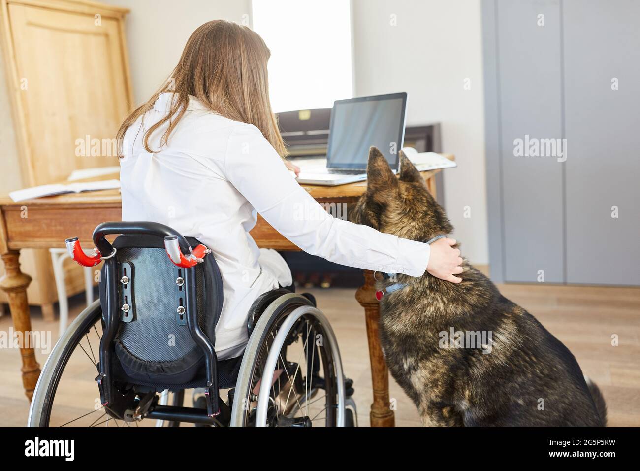 Gelähmte Frau im Rollstuhl am Laptop-PC im Heimbüro mit deutschem Schäferhund als Assistenzhund Stockfoto