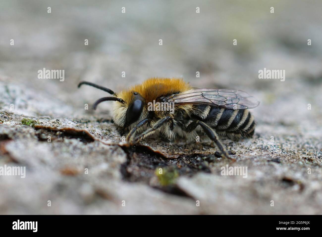 Seitliche Nahaufnahme einer haarigen männlichen Gipsbiene auf einem Blatt Stockfoto