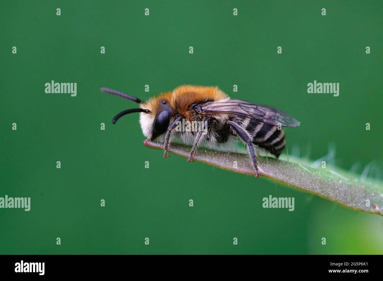 Seitliche Nahaufnahme einer haarigen männlichen Gipsbiene auf einem Blatt Stockfoto