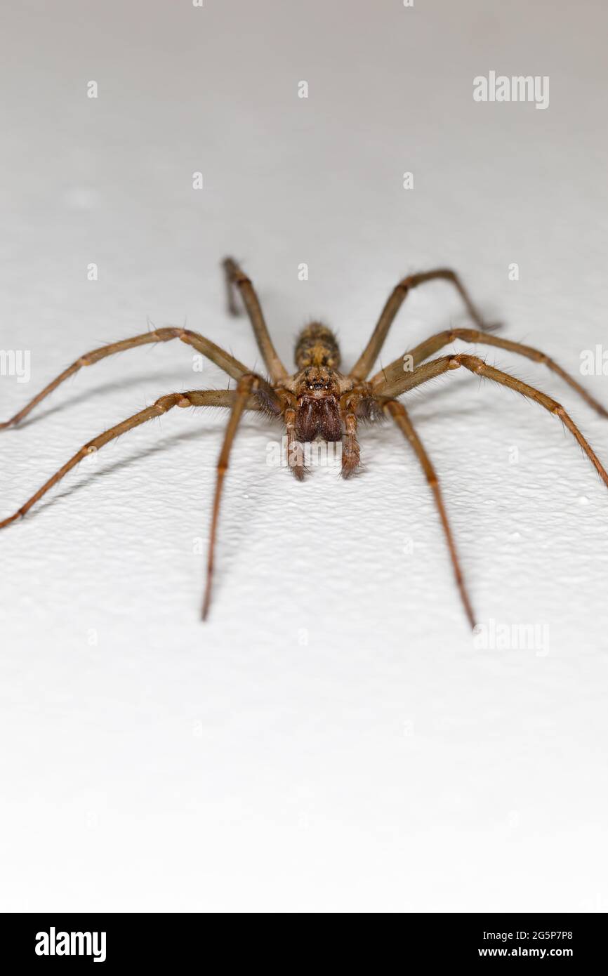 Riesige Hausspinne, Tegenaria giganteas, vor weißem Hintergrund. Eratigena atrica, duellica, saeva. Mit Copyspace oben und unten Stockfoto