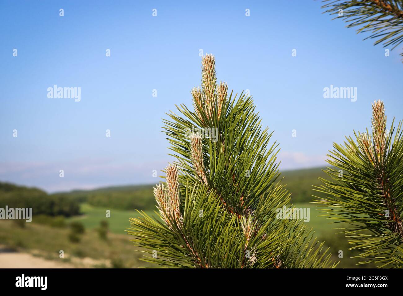 Junge Triebe der österreichischen Kiefer (Pinus nigra) ist ein großer immergrüner Nadelbaum. Stockfoto