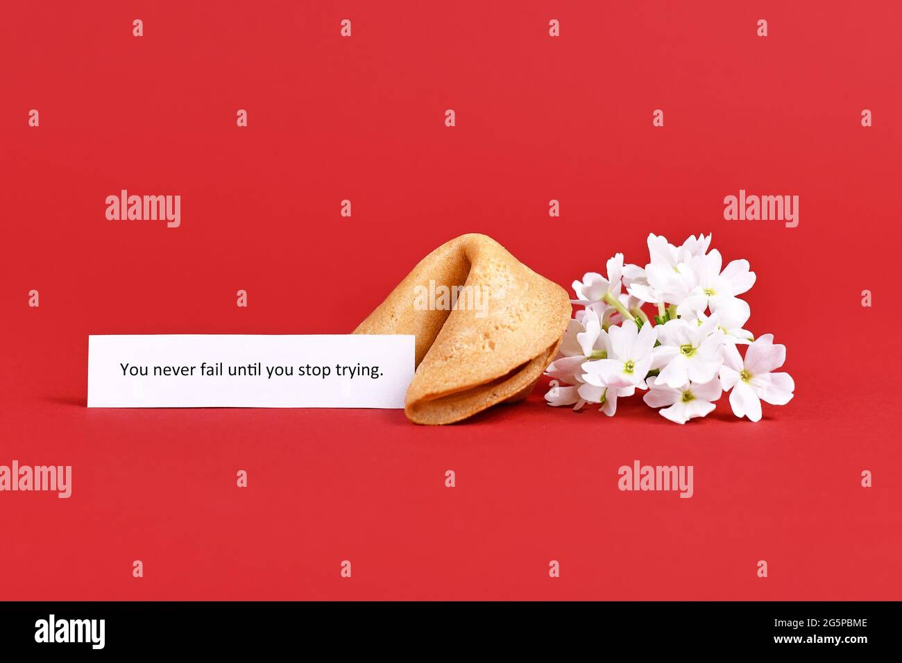 Text „You Never Fail until you stop trying“ neben „Fortune Cookie and Flowers“. Motivationskonzept Stockfoto