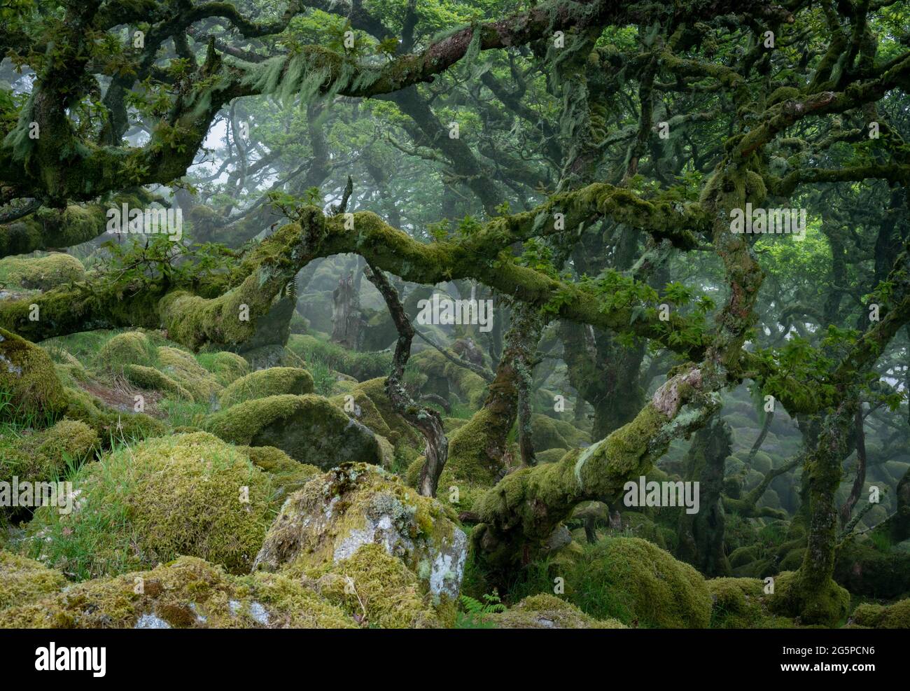 Verdrehte, verkümmerte Eichen und moosbedeckte Felsbrocken im Naturschutzgebiet Wistman's Wood, Dartmoor National Park. (Sommer 2021) Stockfoto