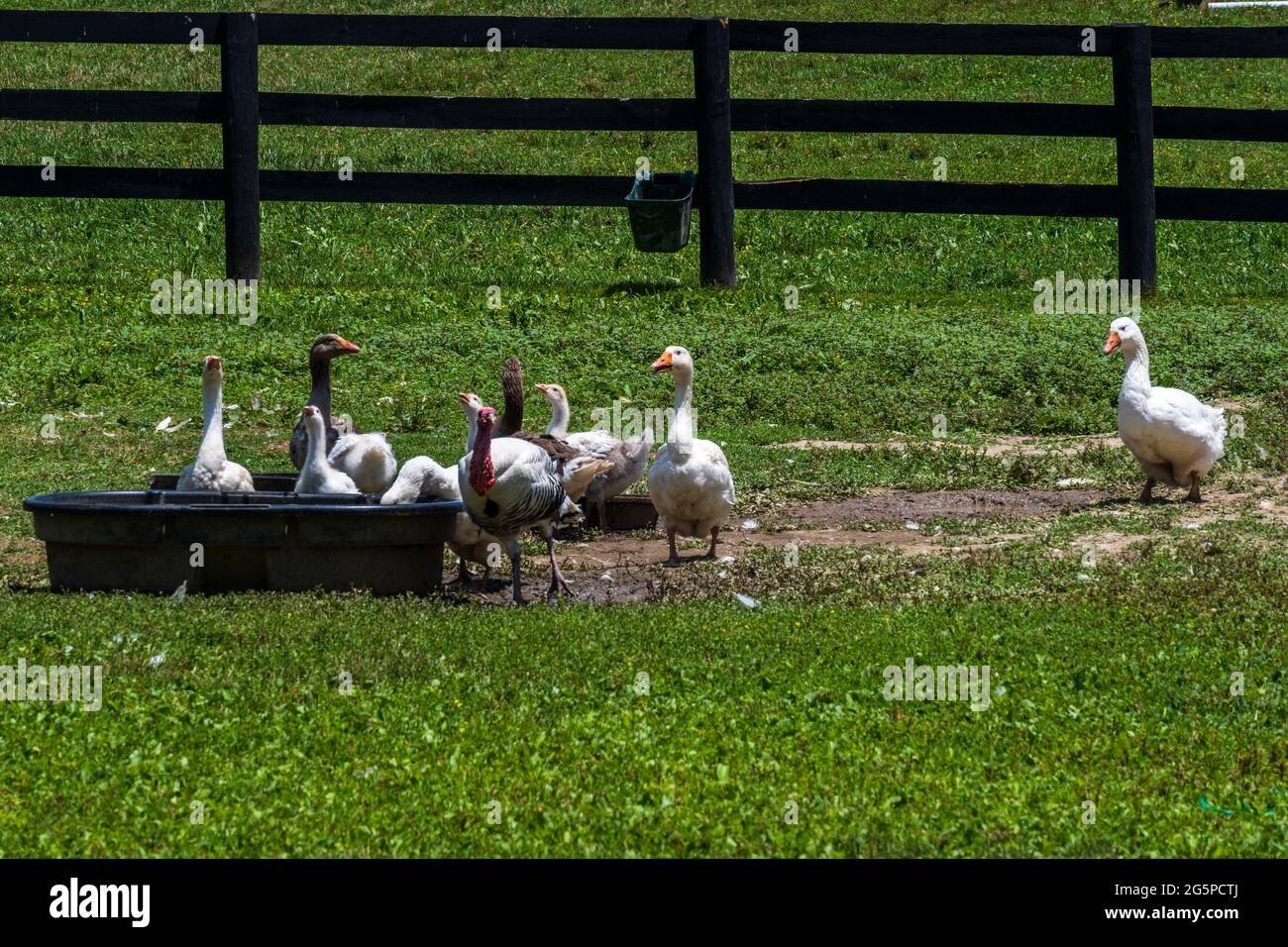 Foto mit Weitwinkelzoomobjektiv von Gänsen, die ihre Umgebung auf einer Farm erkunden. Stockfoto