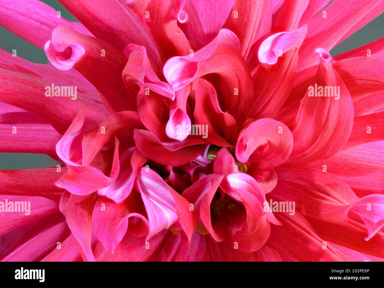 Nahaufnahme einer Cerise Shaggy Dahlia Blume. Sie gehören zur Familie der Compositae (auch Asteraceae genannt) und stammen aus Mexiko und Südamerika. Stockfoto