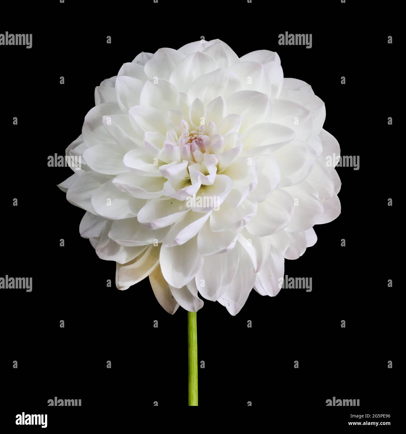 Nahaufnahme einer weißen Pom Pom Dahlia Blume. Sie gehören zur Familie der Compositae (auch Asteraceae genannt) und stammen aus Mexiko und Südamerika. Stockfoto