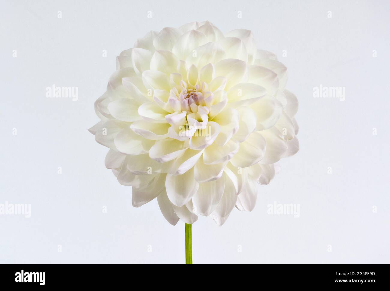Nahaufnahme einer weißen Pom Pom Dahlia Blume. Sie gehören zur Familie der Compositae (auch Asteraceae genannt) und stammen aus Mexiko und Südamerika. Stockfoto