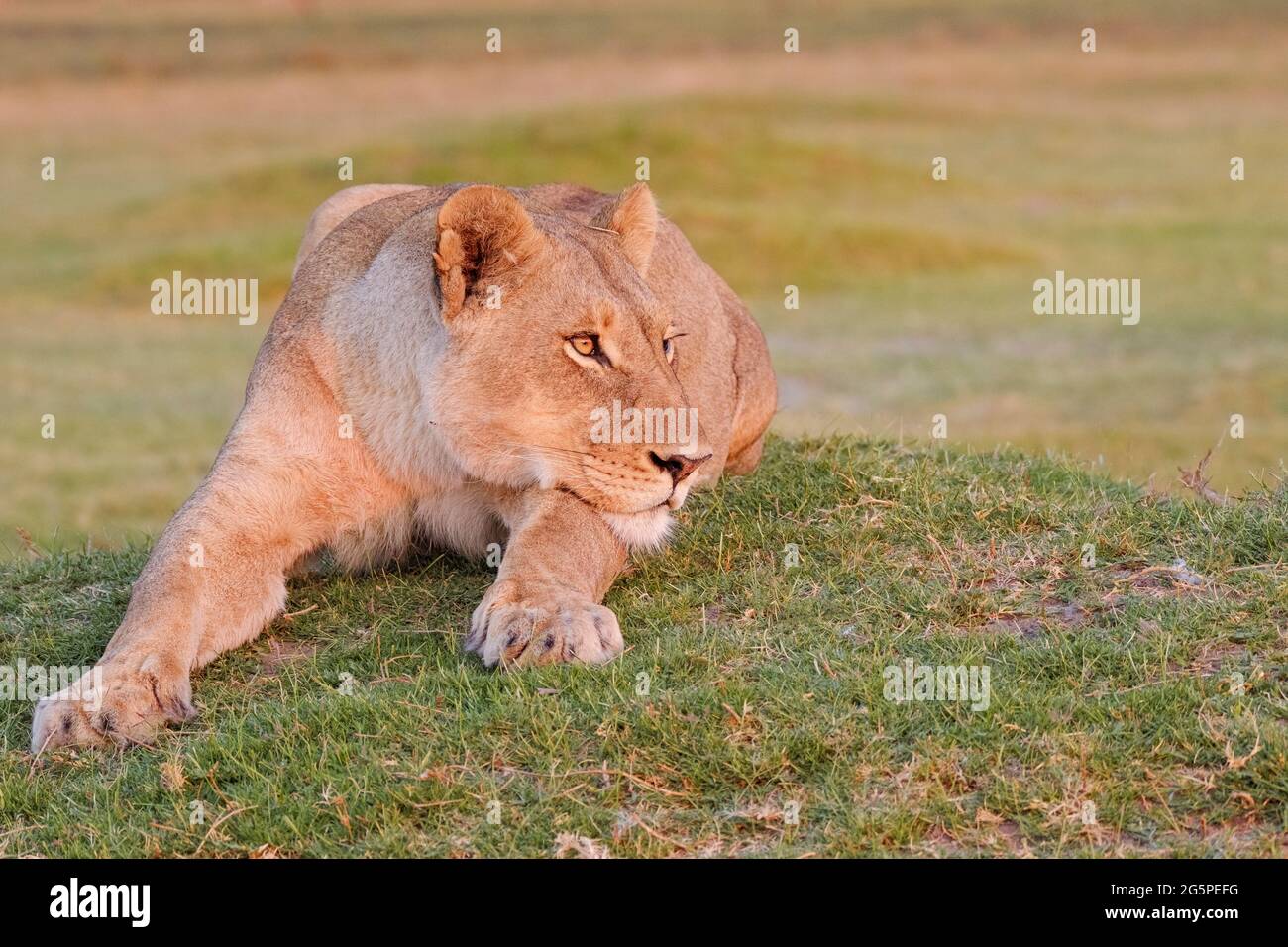 Löwin-Porträt, Panthera leo, verschwommener Hintergrund, Tier ruht auf einem Hügel. Okavango Delta, Botsuana, Afrika Stockfoto