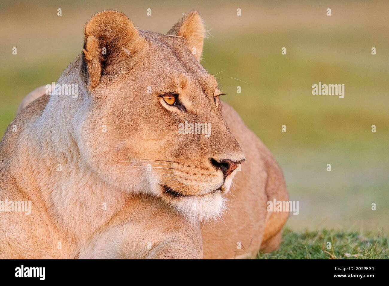 Lioness Porträt, Panthera leo, Augen, Gesicht Kopf Seitenansicht des Profils. Verschwommener Hintergrund Okavango Delta, Botsuana, Afrika Stockfoto
