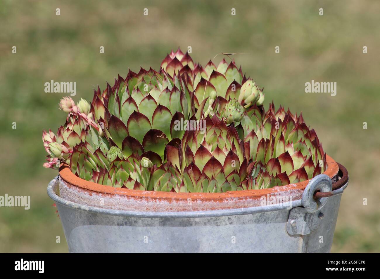 Sukulente Pflanze in einem Metalleimer Stockfoto