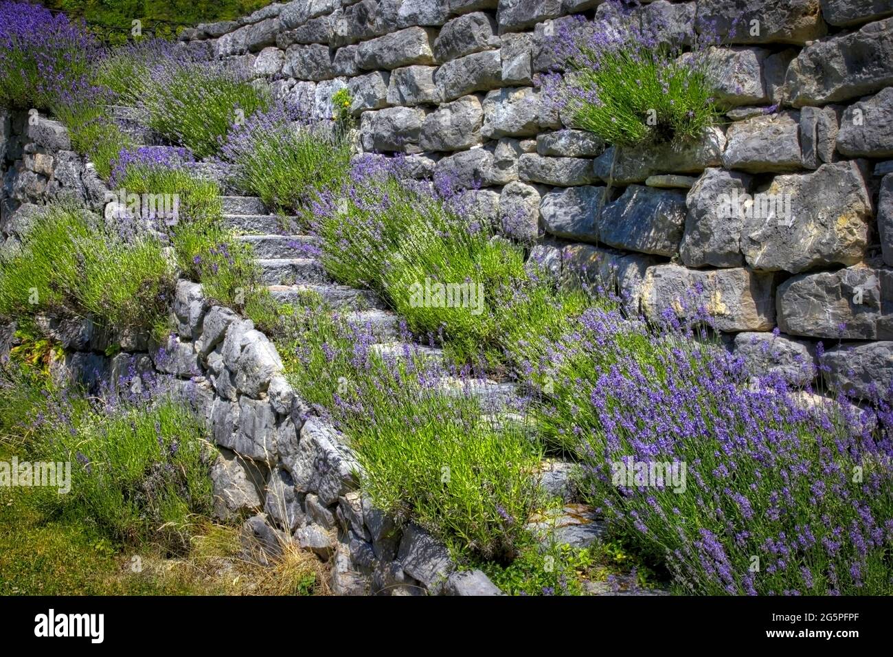 DE - BAVARIA: Lavendel (Lavandula angustifolia) entlang der Gartentreppe Stockfoto