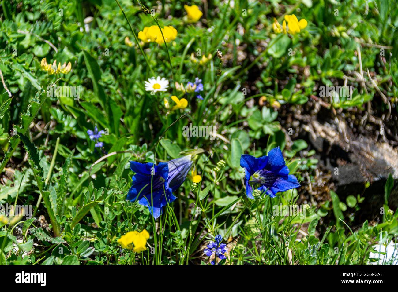 Blauer Gentiana acaulis (stammloser Enzian oder Trompetengenzian) blüht an einem sonnigen Sommertag unter einer Wiese in den alpen Stockfoto
