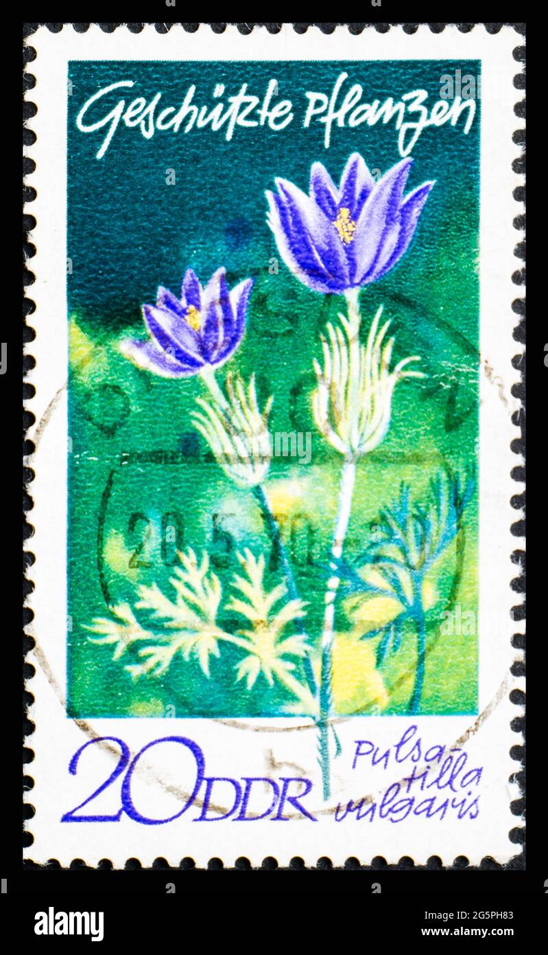 DEUTSCHLAND, DDR - UM 1970: Eine Briefmarke aus der DDR mit Blumen Pulsatilla Vulgaris Stockfoto