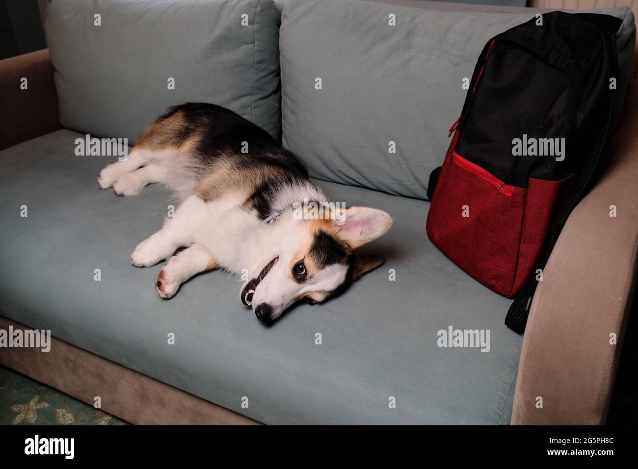 Corgi Hundereisender liegt und ruht auf einem weichen grünen bequemen Sofa und wirbt für ein Motel zum Entspannen mit Haustieren. Welsh Corgi Pembroke Tricolor ruht Stockfoto