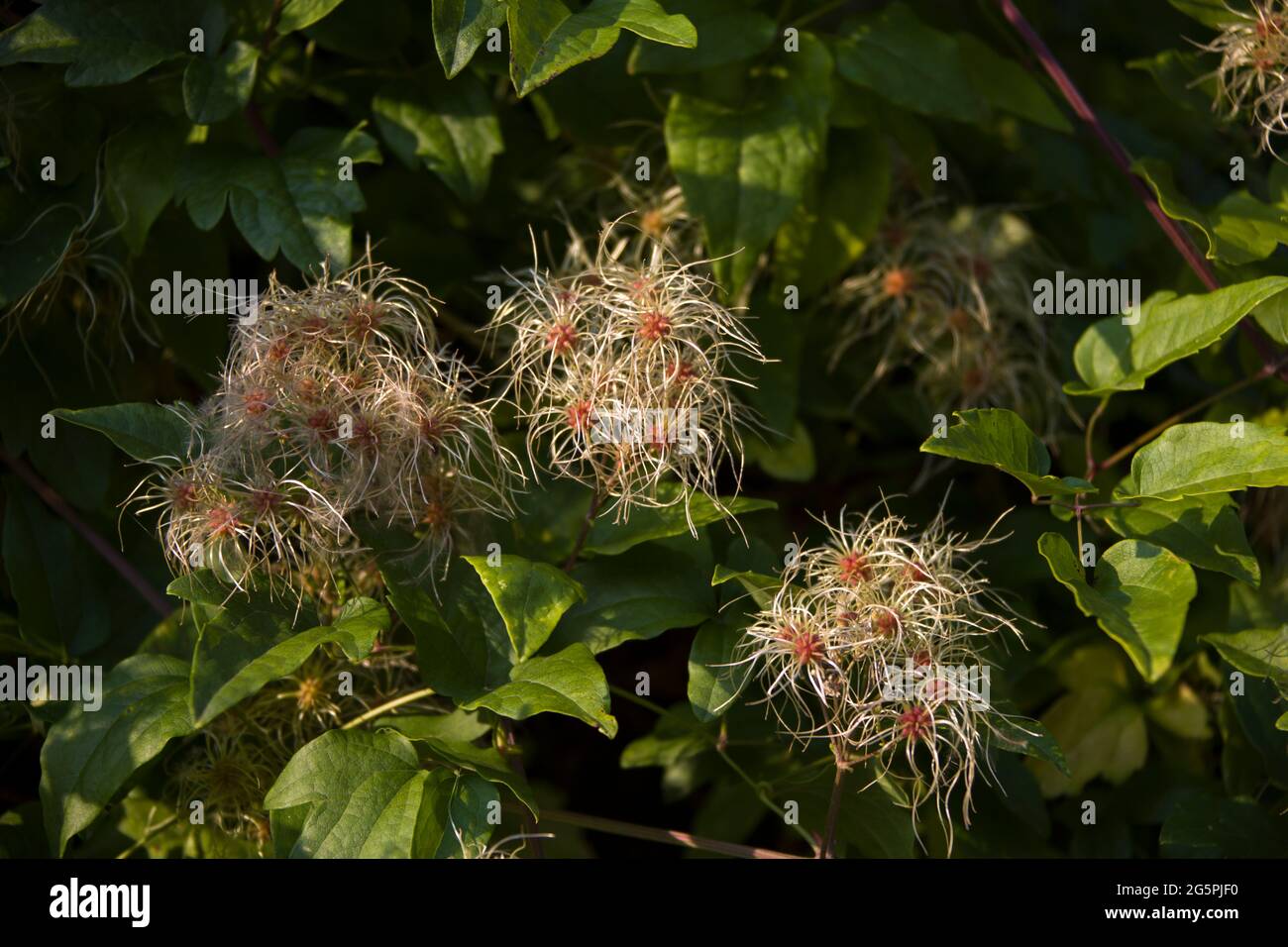 Hochwertige Full HD-Aufnahmen verschiedener Pflanzen, die hauptsächlich in der Amasya-Landschaft zu finden sind. Stockfoto